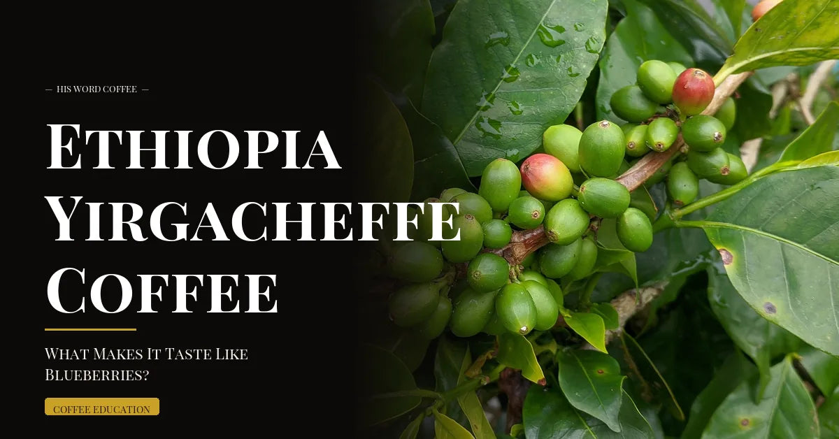 Ethiopia Yirgacheffe Coffee: What Makes It Taste Like Blueberries?
