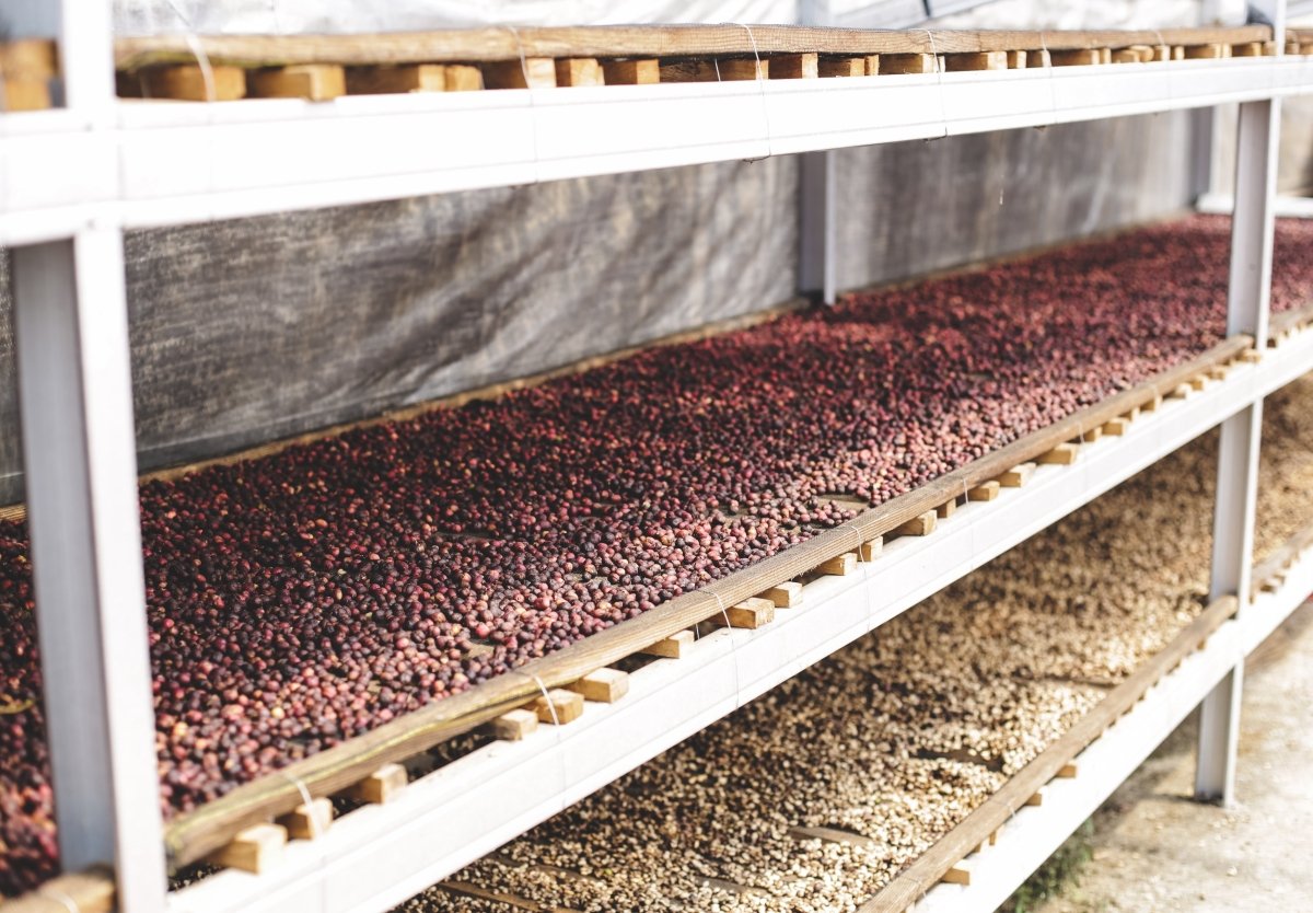 The Incredible Coffee Bean Journey: From Farm to Cup with His Word Coffee