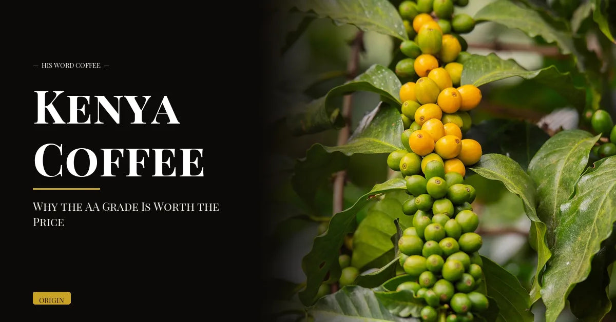 Kenya Coffee: Why the AA Grade Is Worth the Price