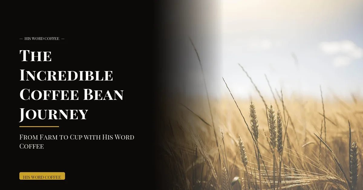 the incredible coffee bean journey from farm to cup with his word coffee - His Word Coffee